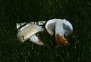 Agaricus arvensis image
