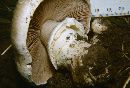 Agaricus silvicola image