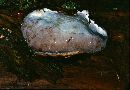 Phellinus igniarius image