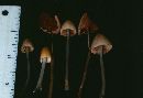 Conocybe albipes image