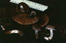 Psathyrella uliginicola image