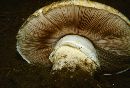 Agaricus silvicola image