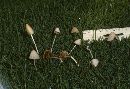 Conocybe albipes image