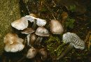 Mycena pura image