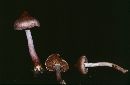 Inocybe pallidicremea image