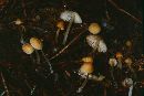 Mycena aurantiidisca image