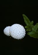 Lycoperdon marginatum image