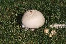 Agaricus silvicola image