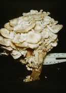 Polyporus umbellatus image