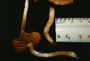 Cortinarius obtusus image