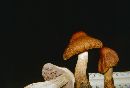 Cortinarius corrugatus image