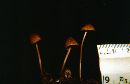 Mycena sanguinolenta image