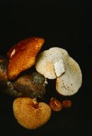 Polyporus alveolaris image