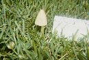 Conocybe albipes image