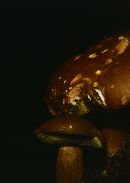 Boletus badius image