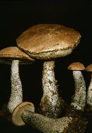 Leccinum versipelle image