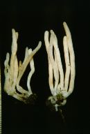 Clavaria incarnata image