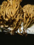 Ramaria abietina image