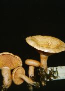 Lactarius thyinos image