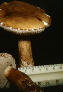 Tylopilus felleus image