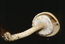 Agaricus albolutescens image