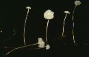 Hemimycena gracilis image