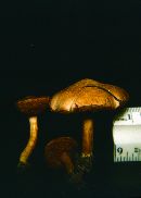 Chalciporus piperatus image