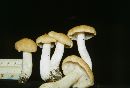 Entoloma bicolor image