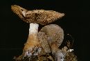 Cortinarius cyanites image