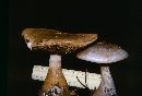 Cortinarius cyanites image