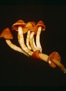 Hygrocybe marginata image