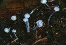 Hemimycena gracilis image