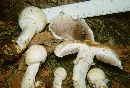 Agaricus albolutescens image