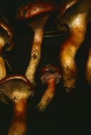 Chroogomphus rutilus image