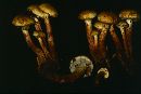 Pholiota alnicola image