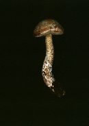 Leccinum holopus image