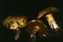 Suillus subaureus image