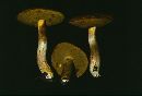 Boletus subglabripes image