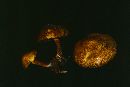 Suillus americanus image