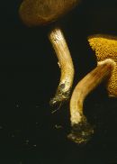 Boletus subtomentosus image