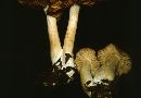 Entoloma melleipes image