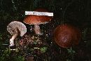 Leccinum insigne image