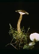 Lactarius lignyotus image