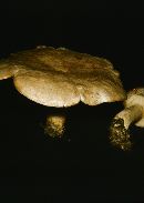 Lactarius flexuosus var. flexuosus image