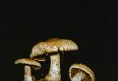 Cortinarius caninus image