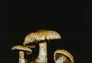 Cortinarius caninus image