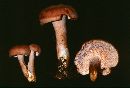 Hydnum repandum image