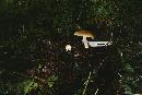 Armillaria luteovirens image