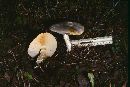 Armillaria luteovirens image