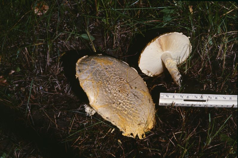 Armillaria luteovirens image